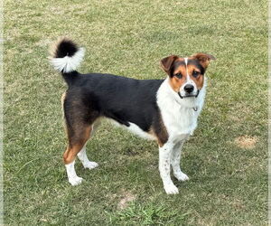 Bernese Mountain Dog Dogs for adoption in The Woodlands, TX, USA