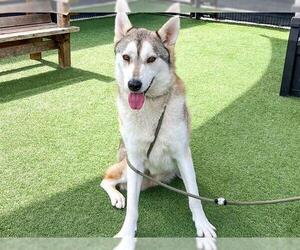 Siberian Husky Dogs for adoption in Orange, CA, USA