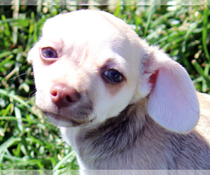 Chihuahua Dogs for adoption in Antioch, CA, USA
