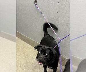 Labrador Retriever-Unknown Mix Dogs for adoption in Las Vegas, NV, USA
