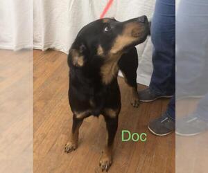 Rottweiler Dogs for adoption in Newport, KY, USA