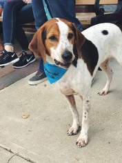 Treeing Walker Coonhound Dogs for adoption in Centreville, VA, USA