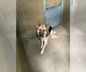 German Shepherd Dog-Unknown Mix Dogs for adoption in San Bernardino, CA, USA