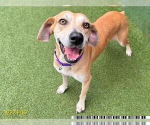 Black Mouth Cur Dogs for adoption in West Palm Beach, FL, USA