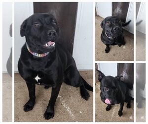 Labrador Retriever-Unknown Mix Dogs for adoption in Stephens City, VA, USA