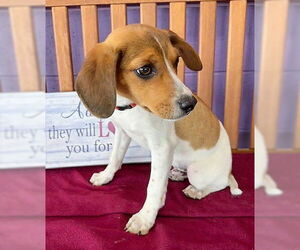 Beagle-Unknown Mix Dogs for adoption in Genesee, WI, USA