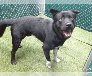 Border Collie-Unknown Mix Dogs for adoption in Downey, CA, USA