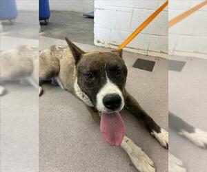 Akita-American Pit Bull Terrier Mix Dogs for adoption in San Bernardino, CA, USA