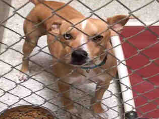 Boxer-Harrier Mix Dogs for adoption in Lodi, CA, USA