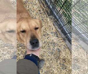 Golden Retriever-Unknown Mix Dogs for adoption in Unionville, PA, USA