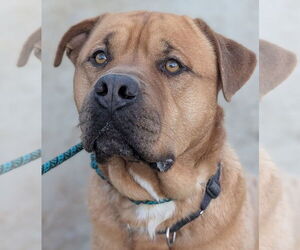 Mastiff-Unknown Mix Dogs for adoption in Hillsboro, NH, USA