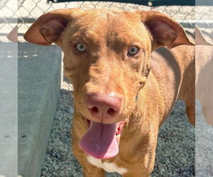 Labrador Retriever-Rhodesian Ridgeback Mix Dogs for adoption in Jefferson, WI, USA