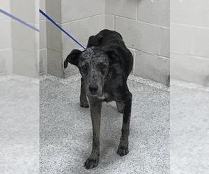 Australian Shepherd-Unknown Mix Dogs for adoption in Conroe, TX, USA