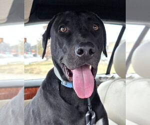 Medium Photo #1 Unknown-Weimaraner Mix Puppy For Sale in Germanton, TN, USA