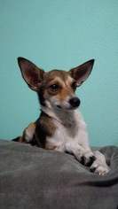 Medium Photo #1 Italian Greyhound Puppy For Sale in Thonotosassa, FL, USA