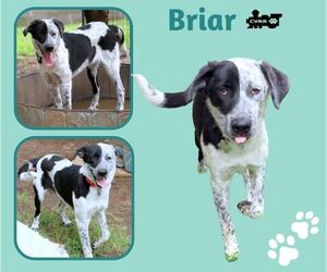 Retriever -Unknown Mix Dogs for adoption in Lindsay, CA, USA