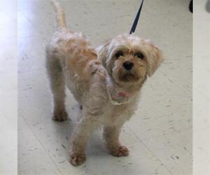 Shih-Poo Dogs for adoption in Waterford, VA, USA