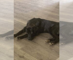Labrador Retriever-Unknown Mix Dogs for adoption in garner, NC, USA