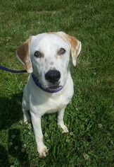 Labrador Retriever-Unknown Mix Dogs for adoption in Pacolet, SC, USA