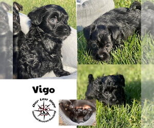 Chihuahua-Unknown Mix Dogs for adoption in Princeton, British Columbia, Canada