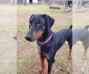 Doberman Pinscher Dogs for adoption in Minneaoplis, MN, USA