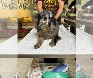 Pomeranian Dogs for adoption in Benton, LA, USA