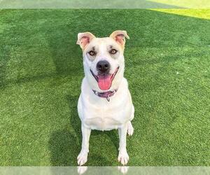 Mutt Dogs for adoption in Orange, CA, USA