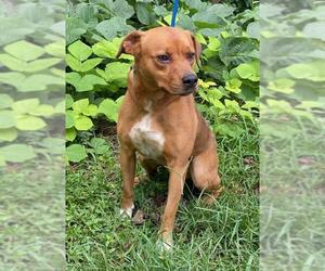 Mutt Dogs for adoption in Clarkesville, GA, USA