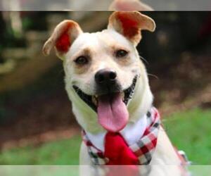 Labrador Retriever-Unknown Mix Dogs for adoption in San Ramon, CA, USA
