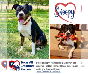 Bullboxer Pit Dogs for adoption in Lillian, TX, USA