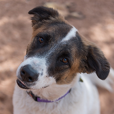 Saint Bernard Dogs for adoption in Kanab, UT, USA