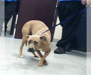 Mutt Dogs for adoption in Fayetteville, NC, USA