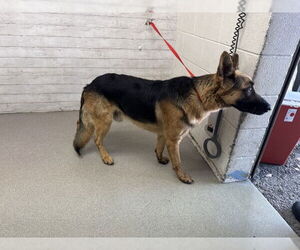 German Shepherd Dog Dogs for adoption in San Bernardino, CA, USA