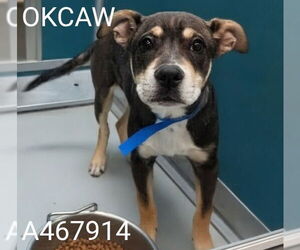 Mutt Dogs for adoption in Oklahoma City, OK, USA