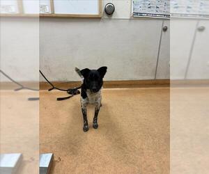 Mutt Dogs for adoption in Martinez, CA, USA