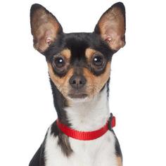 Rat Terrier Dogs for adoption in West Hollywood, CA, USA