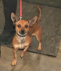 Chiweenie Dogs for adoption in Evergreen, CO, USA