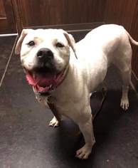 American Bulldog Dogs for adoption in Albany, NH, USA