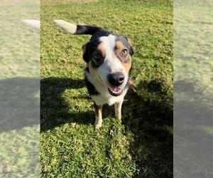 Mutt Dogs for adoption in Riverside, CA, USA