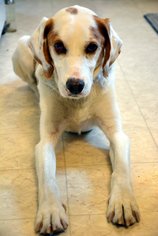 English Foxhound Dogs for adoption in Ontario, , USA