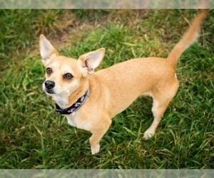 Chihuahua-Unknown Mix Dogs for adoption in Santa Cruz, CA, USA