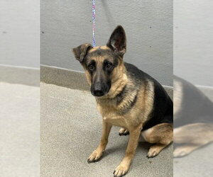German Shepherd Dog-Unknown Mix Dogs for adoption in Las Vegas, NV, USA