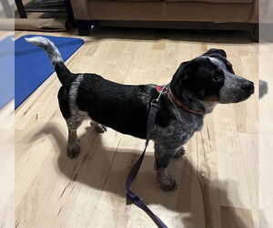 Australian Cattle Dog-Unknown Mix Dogs for adoption in Ogden, UT, USA