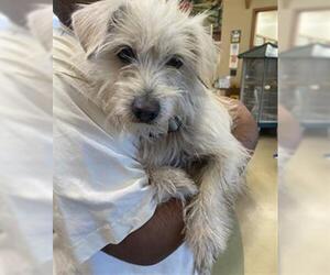 Mutt Dogs for adoption in Upland, CA, USA