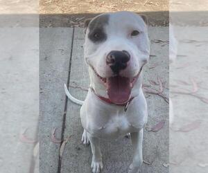 American Pit Bull Terrier Dogs for adoption in Martinez, CA, USA