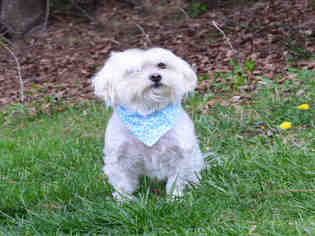Maltese Dogs for adoption in Westminster, MD, USA