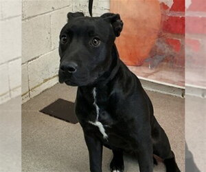 Labrador Retriever-Unknown Mix Dogs for adoption in San Bernardino, CA, USA