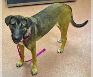 Mutt Dogs for adoption in Ogden, UT, USA