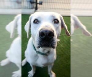Labrador Retriever-Unknown Mix Dogs for adoption in Sacramento, CA, USA