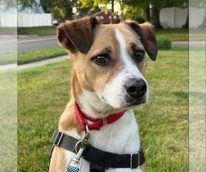 Mutt Dogs for adoption in Canton, CT, USA